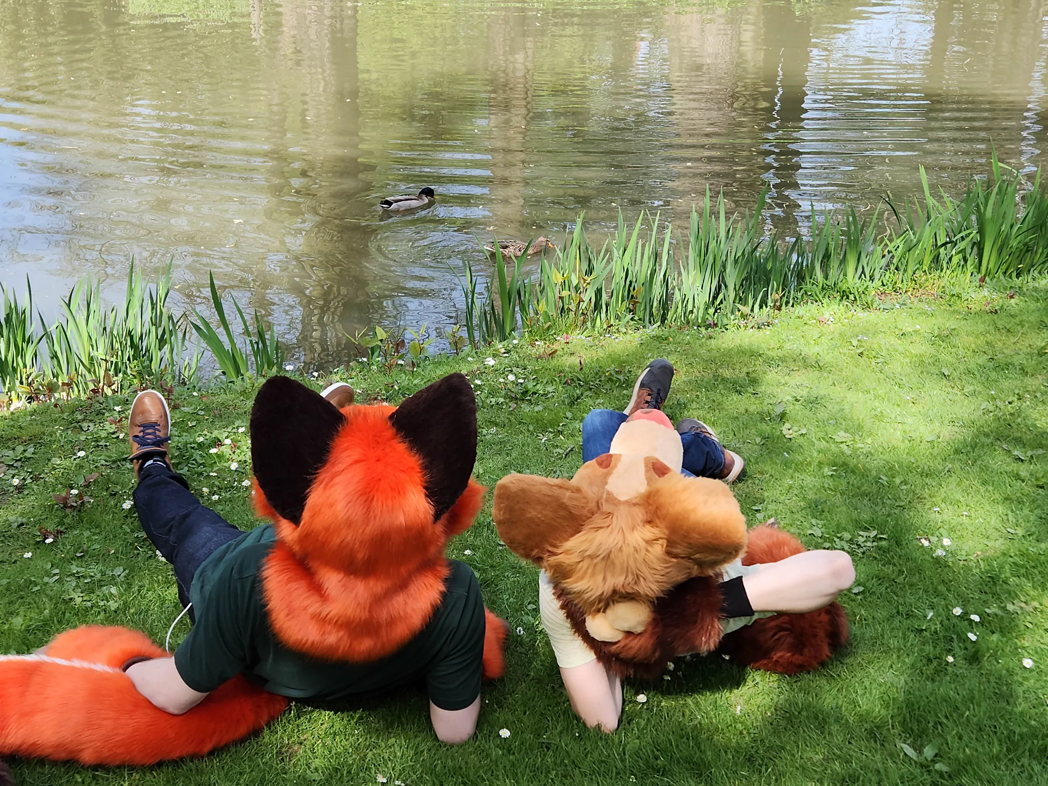 Fur N Tours Background